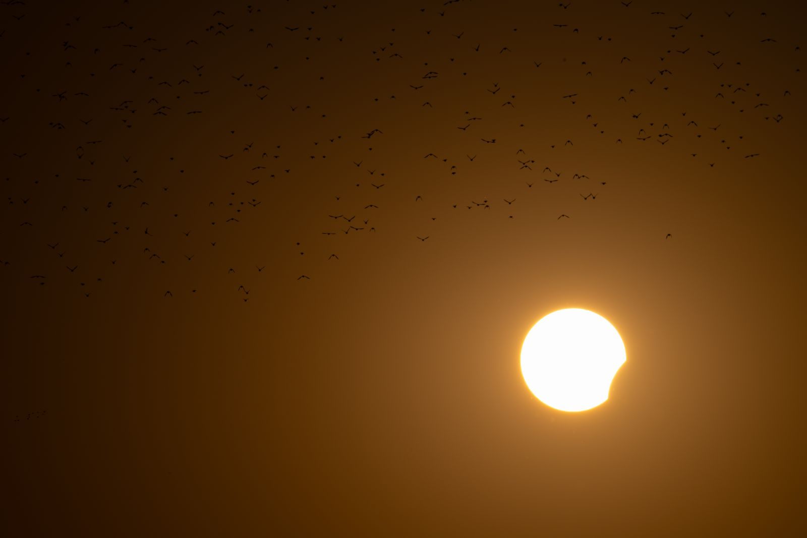 Partially eclipsed sun glowing orange as birds cross the sky; an eclipse cruise 2027 sails for the total phase
